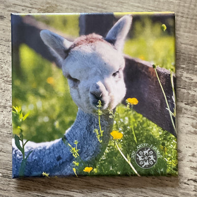 Alpaca Magnets